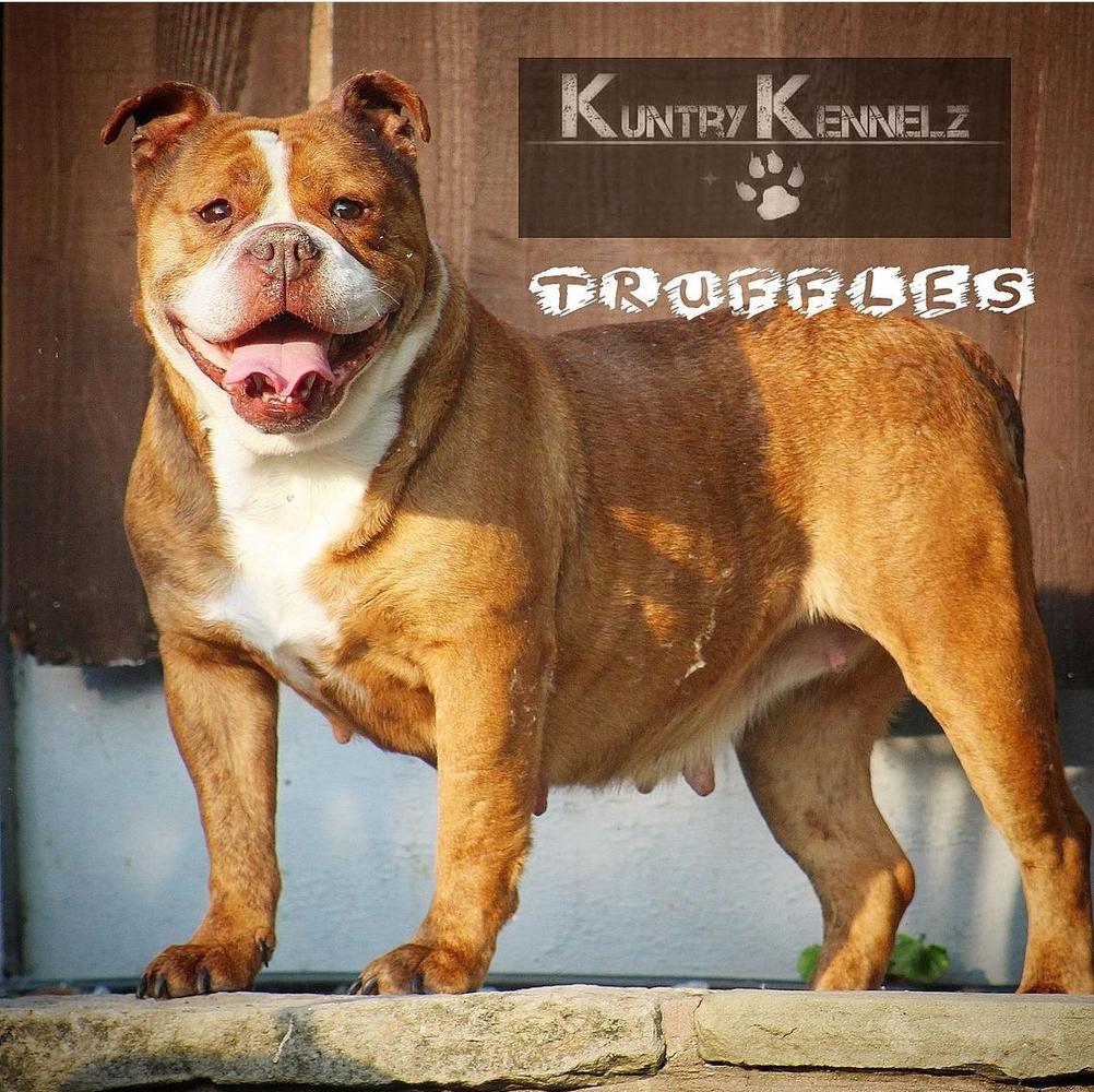 Kuntry Kennelz' Truffels | Olde English Bulldogge 