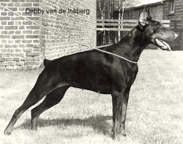 Debby v.d. Insberg | Black Doberman Pinscher