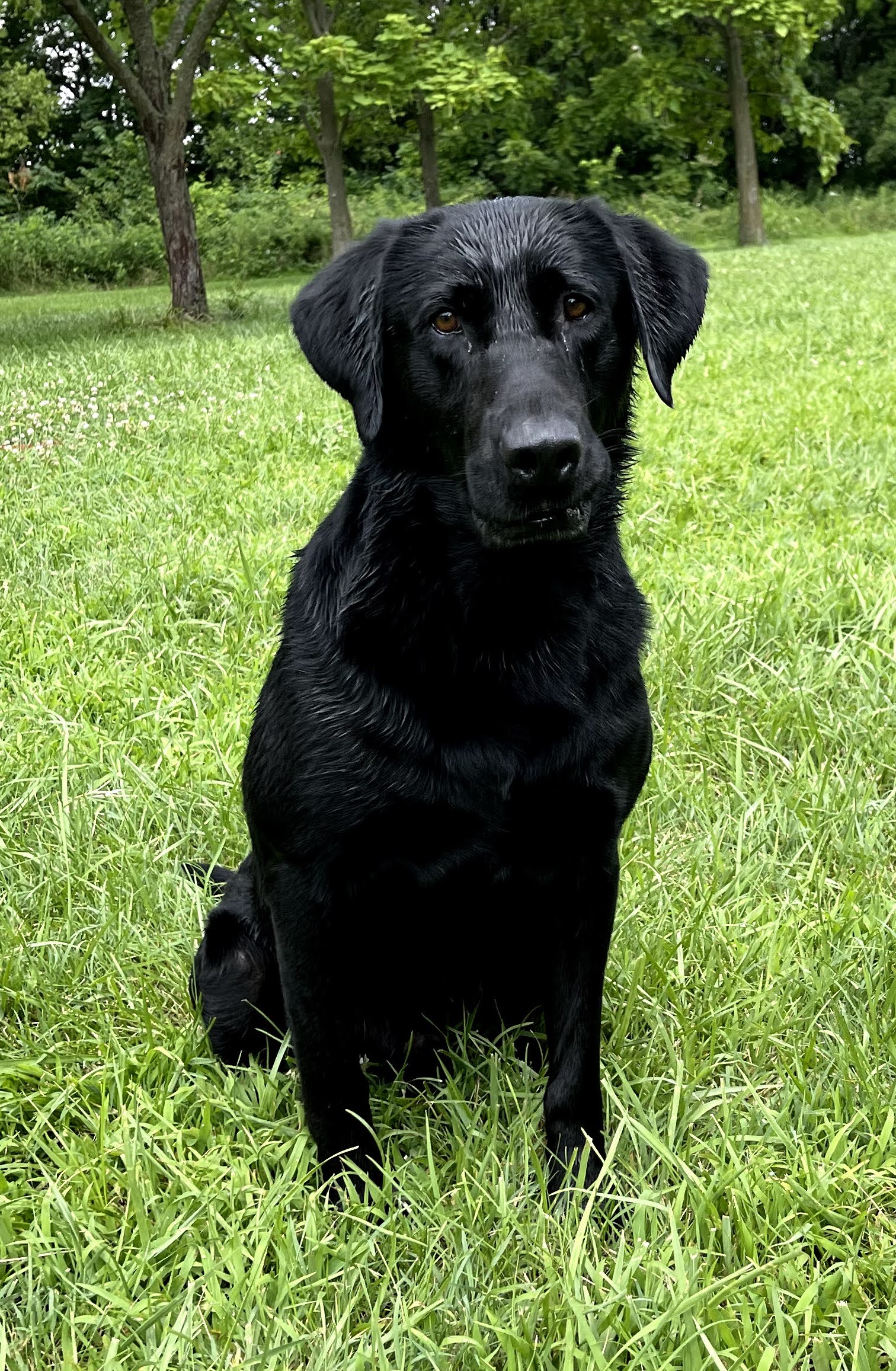 HR 3 Ring Canis Major JH | Black Labrador Retriver