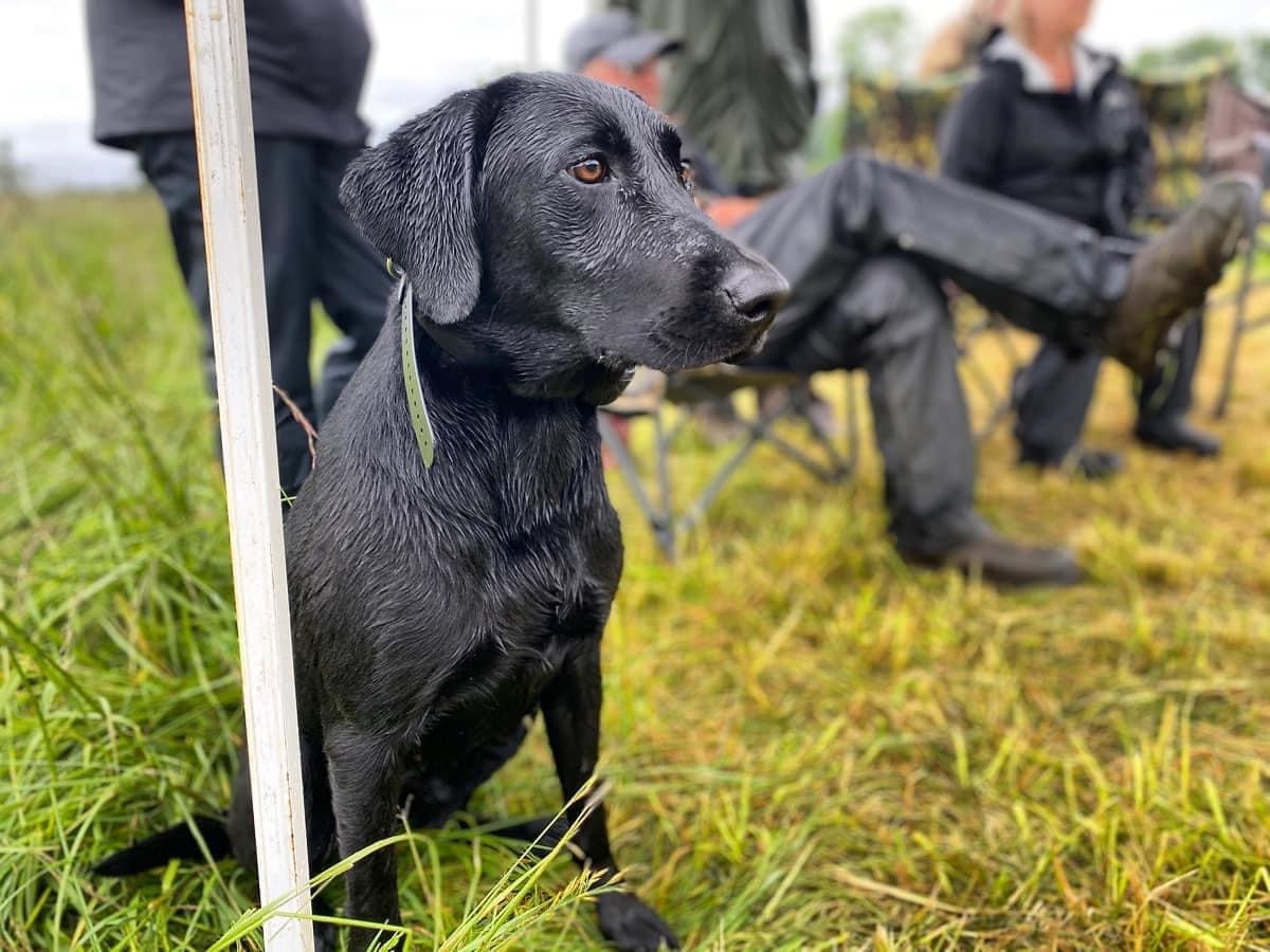 Blackrock’s Happy To Be Here SH | Black Labrador Retriver