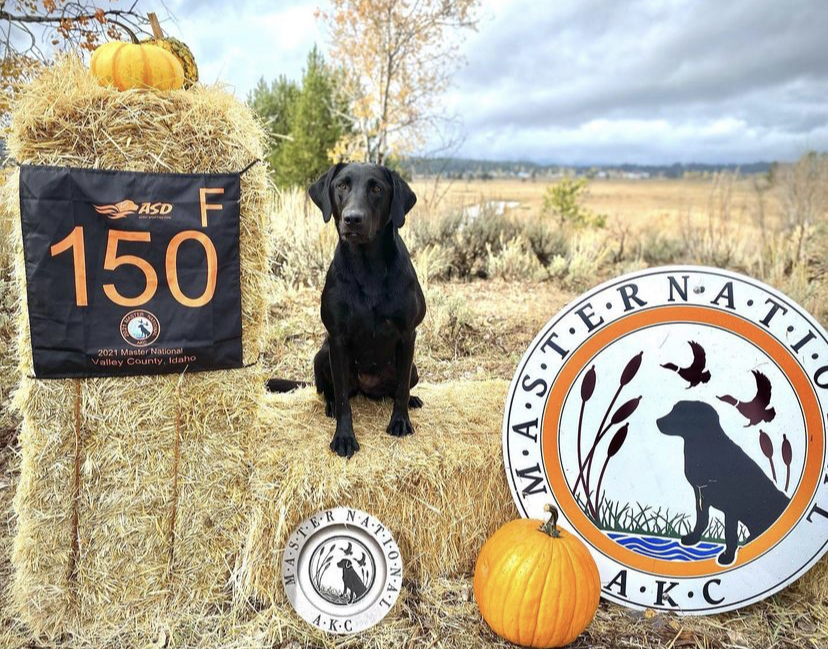 Runnin’s Sweet Like Taffy Just Cause MH (2021 AKC Master National Qualifier) | Black Labrador Retriver