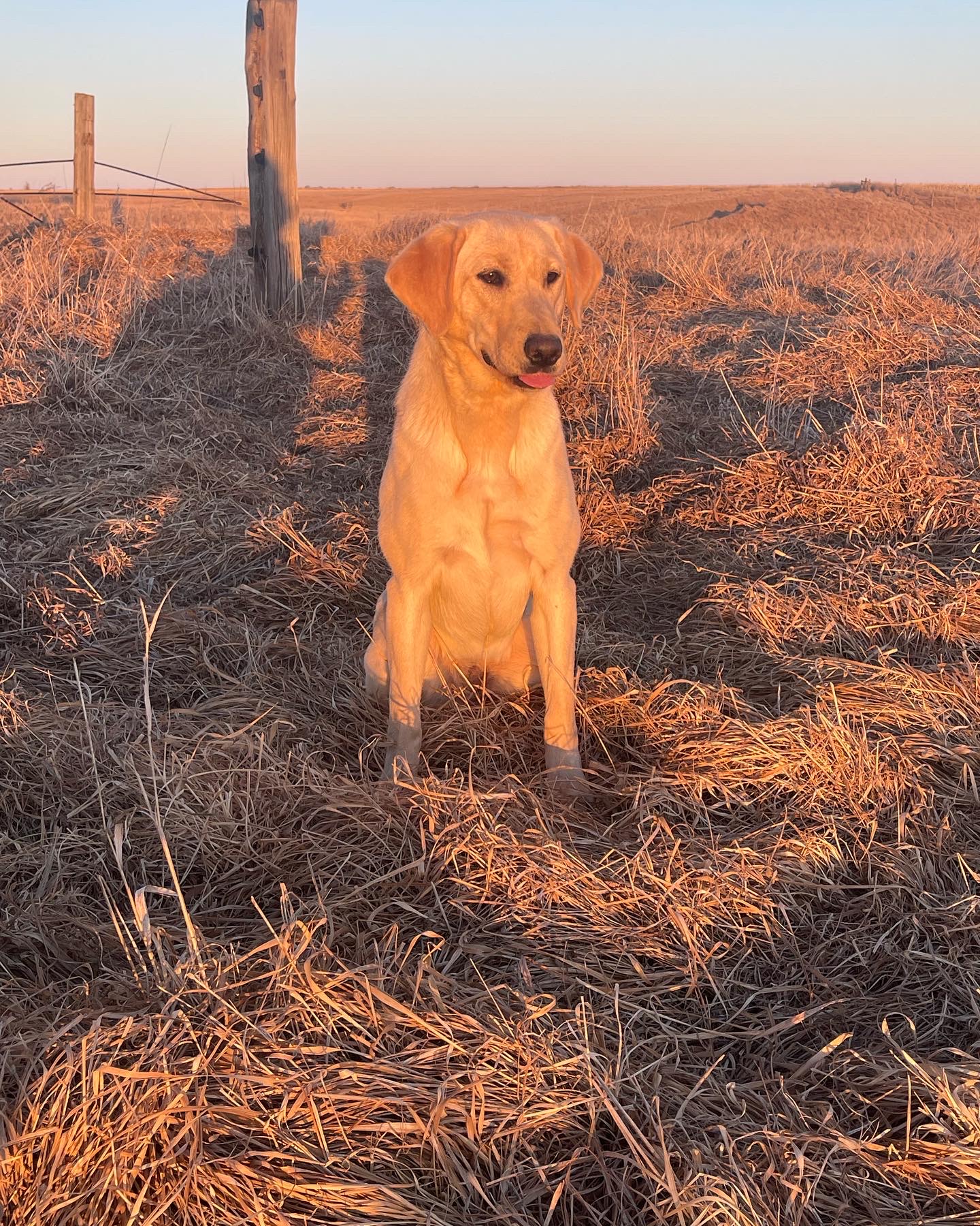 Iron River’s bringing home the bread | Yellow Labrador Retriver