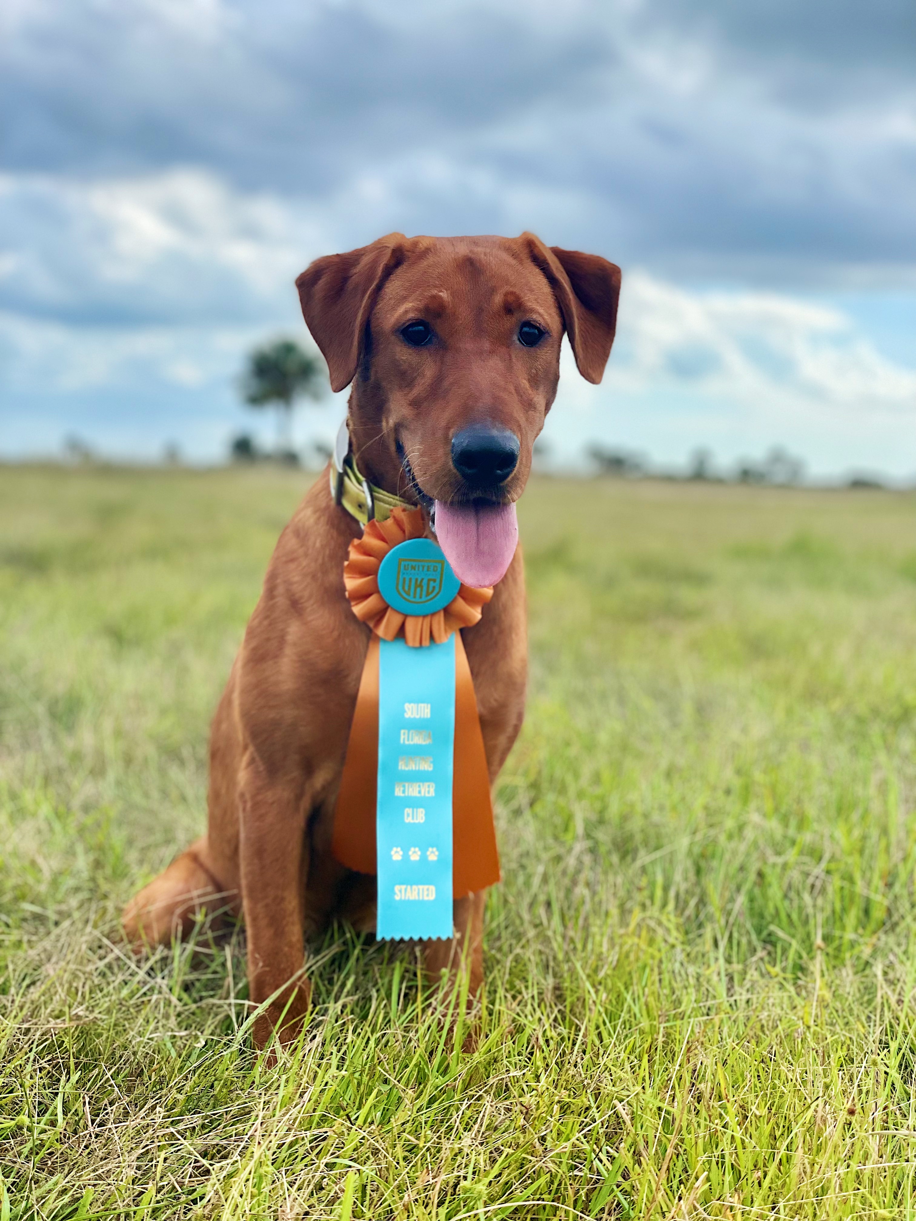 Gator’s Sweet Swamp Honey | Yellow Labrador Retriver