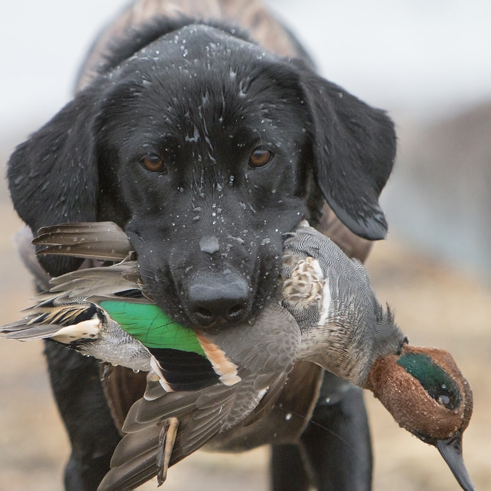 Wild Azz Willow | Black Labrador Retriver