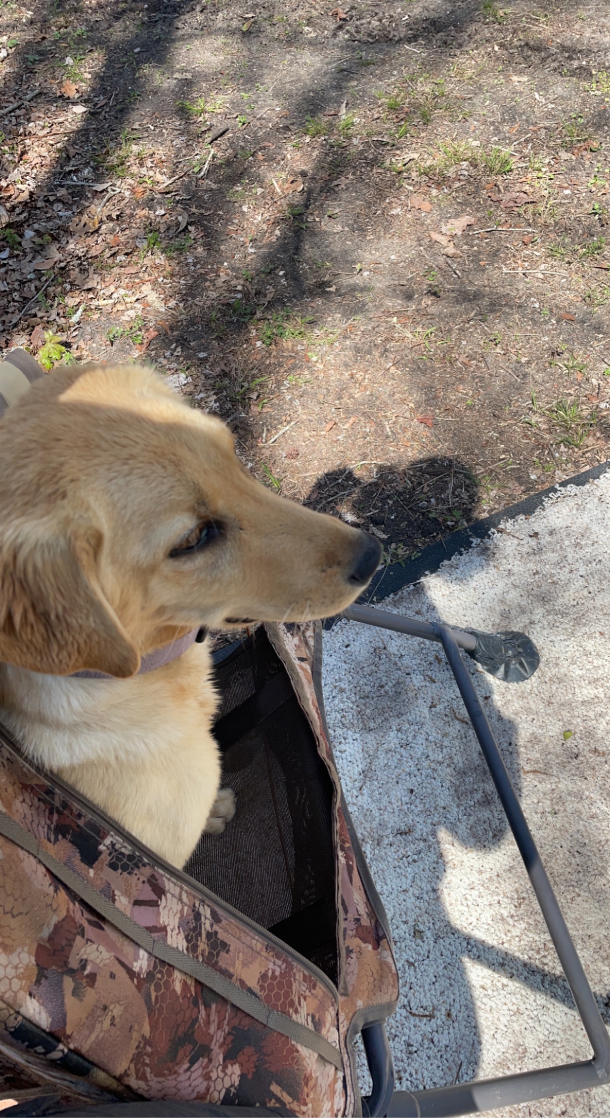 BWC Horse Swamp’s Salty Pirate Dream | Yellow Labrador Retriver