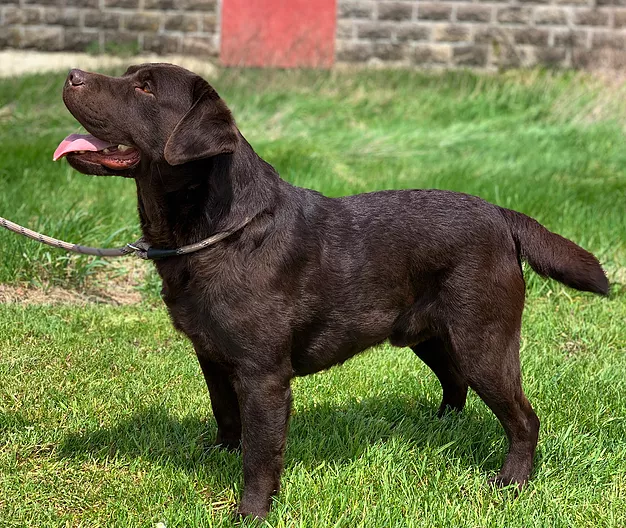 Dublin Classic Bruno You Know Me | Chocolate Labrador Retriver