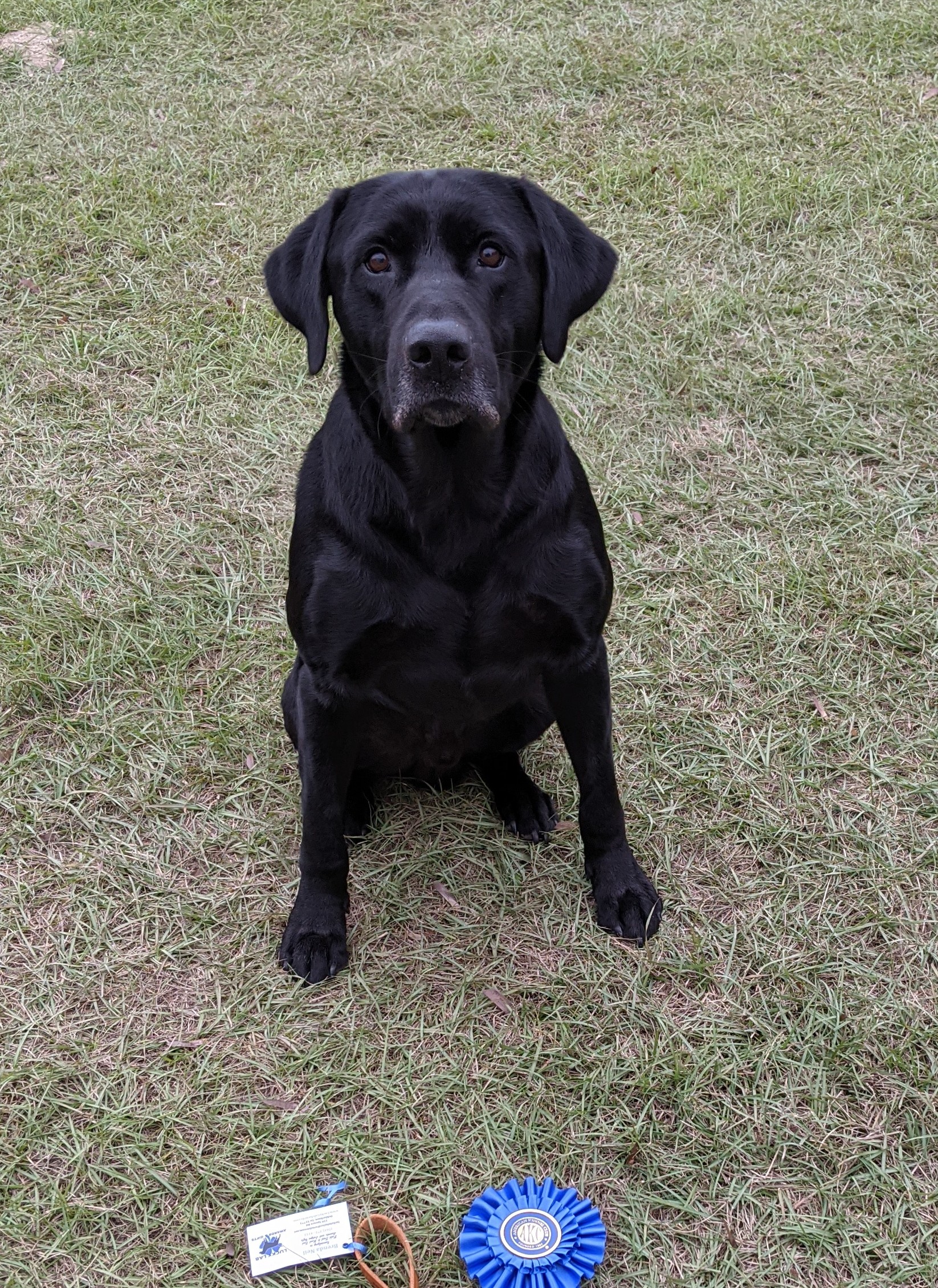 FC AFC Marshwind's Oskar | Black Labrador Retriver