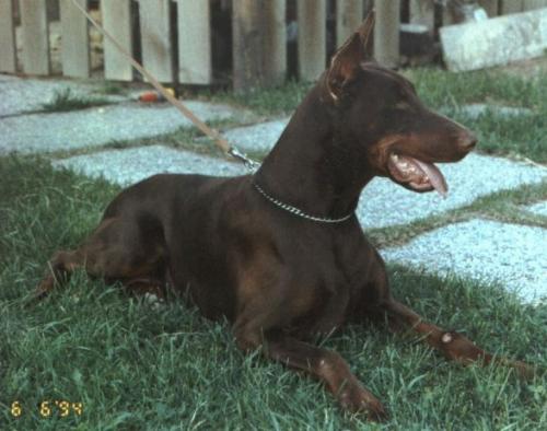 Sophie del Rio Bianco | Brown Doberman Pinscher