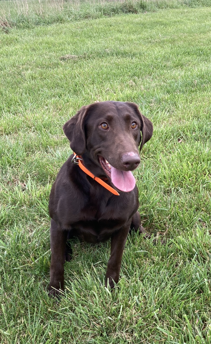 DucDogz Walensis' Ode To Jenny | Chocolate Labrador Retriver