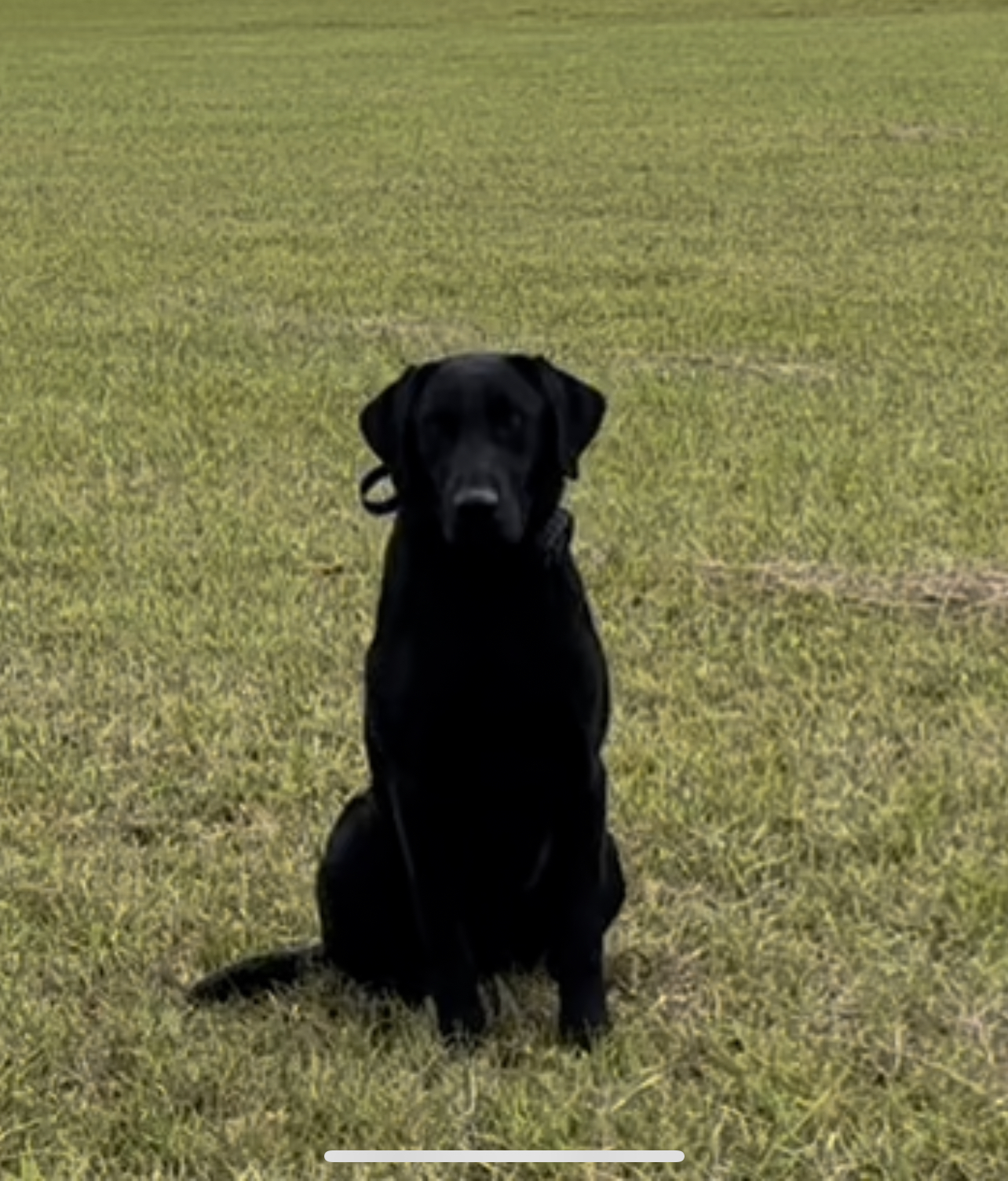 Lucky Dog Jack | Black Labrador Retriver