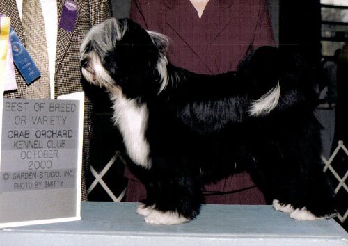 BARNSTORM'S KORI BY DZINE | Tibetan Terrier 