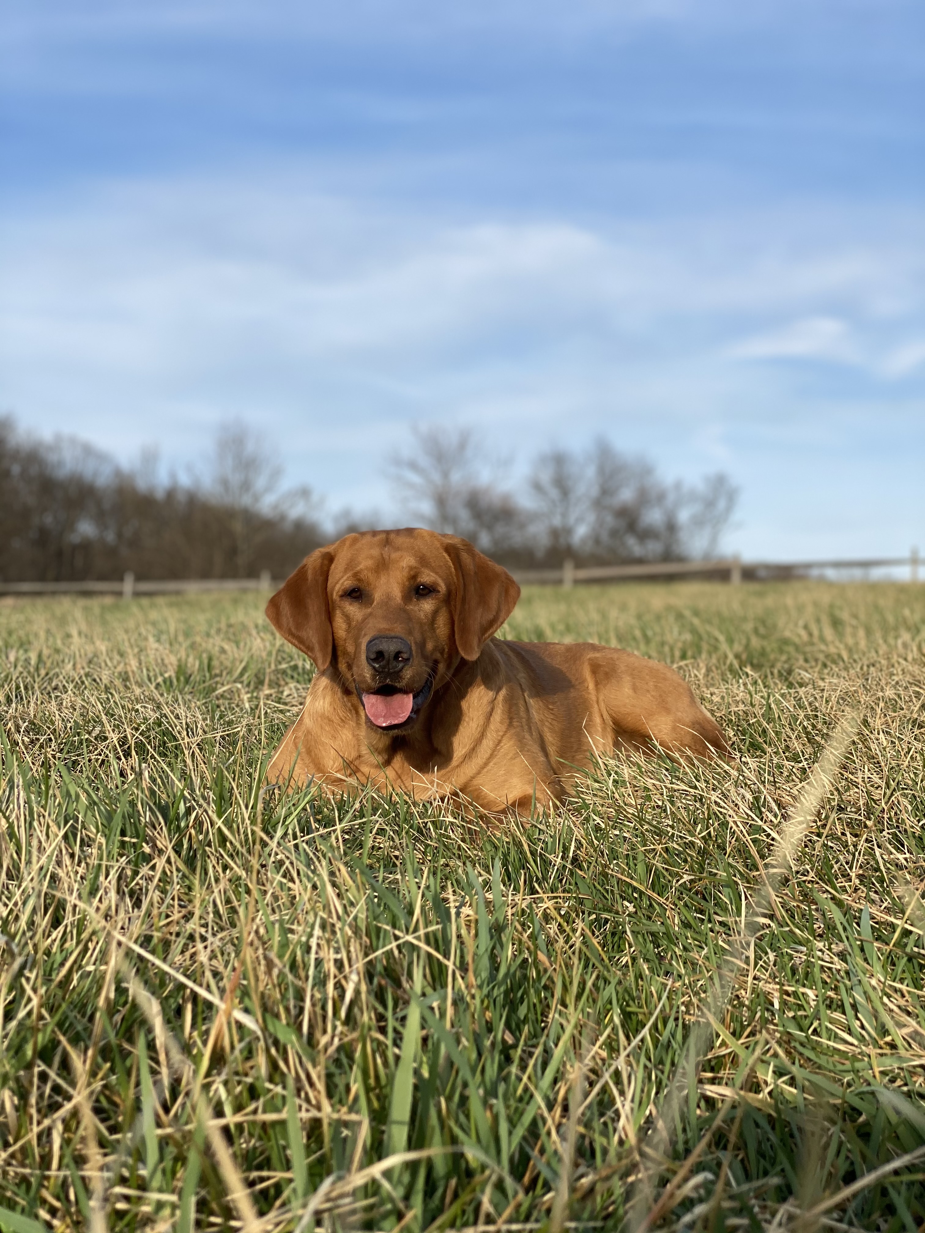 Bbl' Sunflowers Whistlin' Bryar Bush BCAT DM DS CGCA CGCU RATN TKN VHMA | Yellow Labrador Retriver