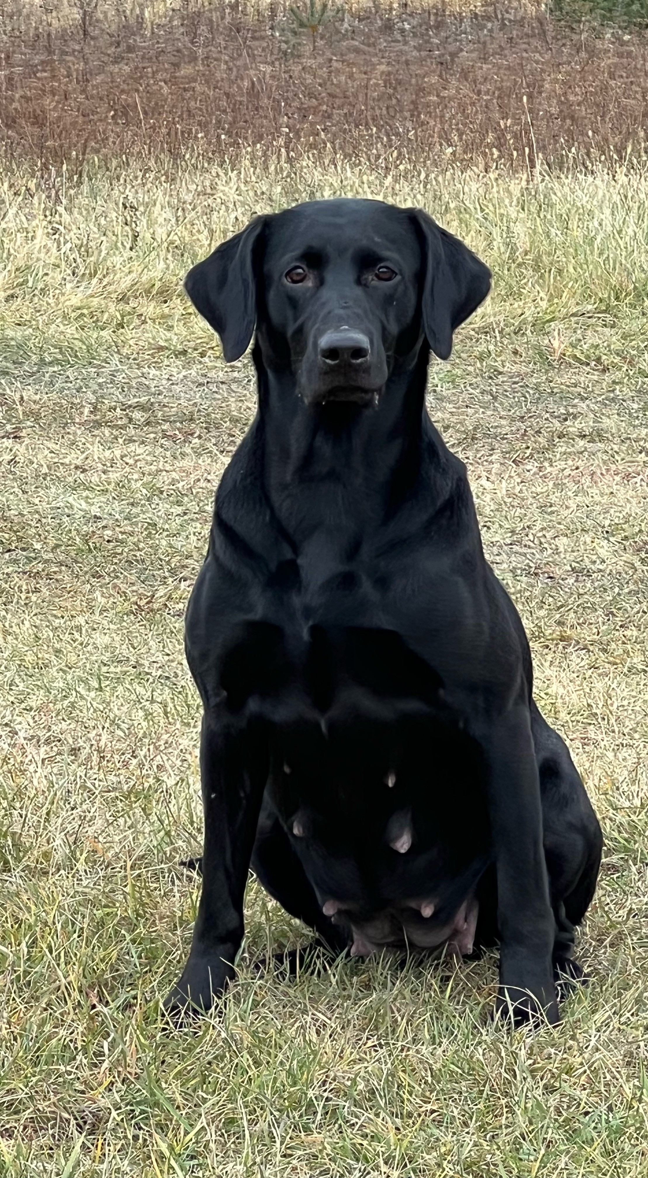 Way Da Go Cora's Super Sully JH | Black Labrador Retriver