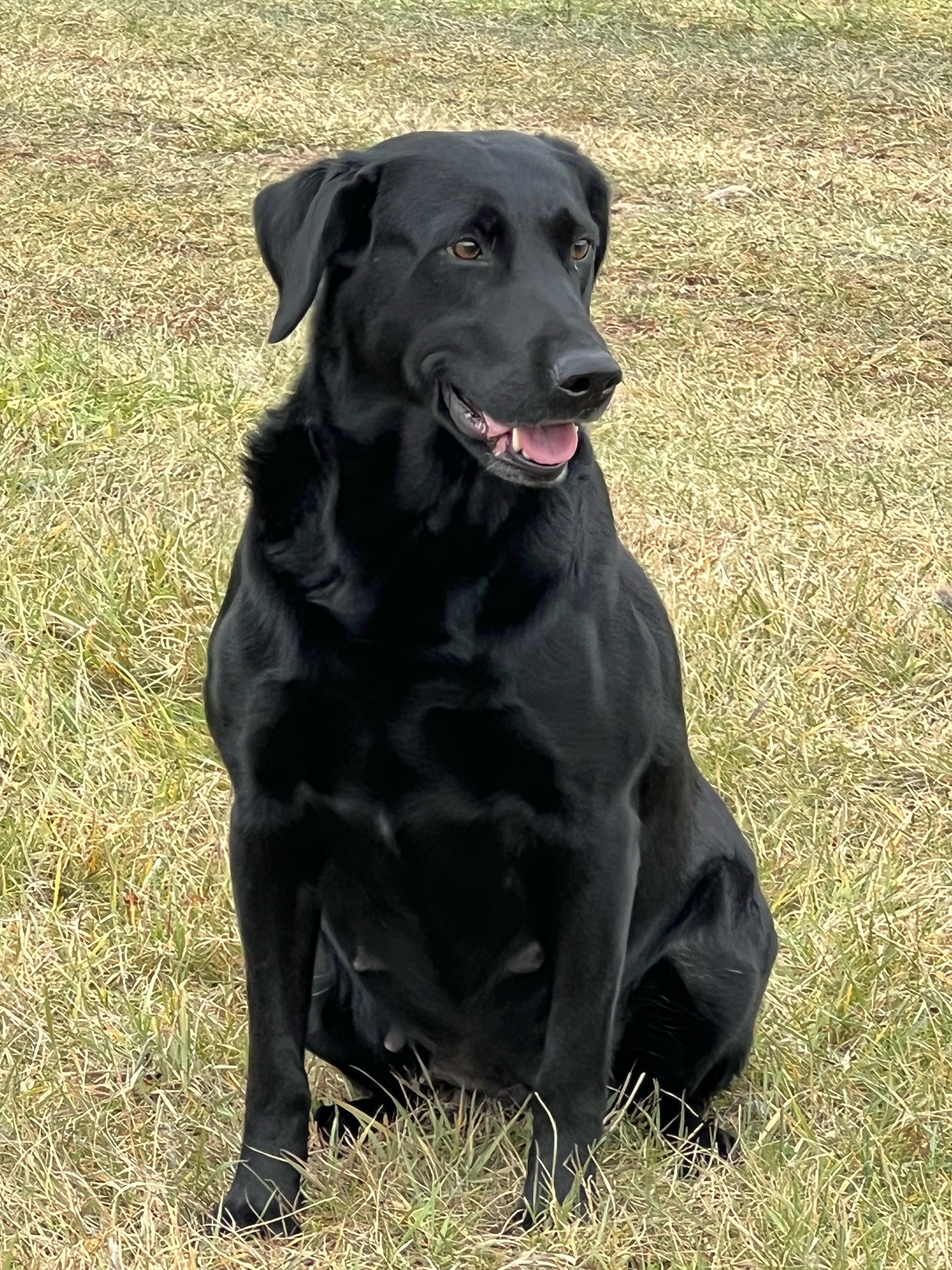 Way Da Go Little Karra JH | Black Labrador Retriver