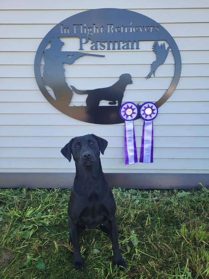 HR 3.5XGMPR Pasman's Beautiful Bella | Black Labrador Retriver