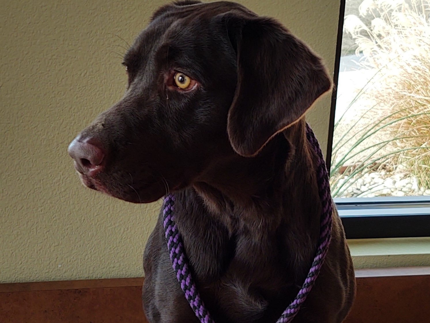 Black Ice's Choco Expresso SH | Chocolate Labrador Retriver