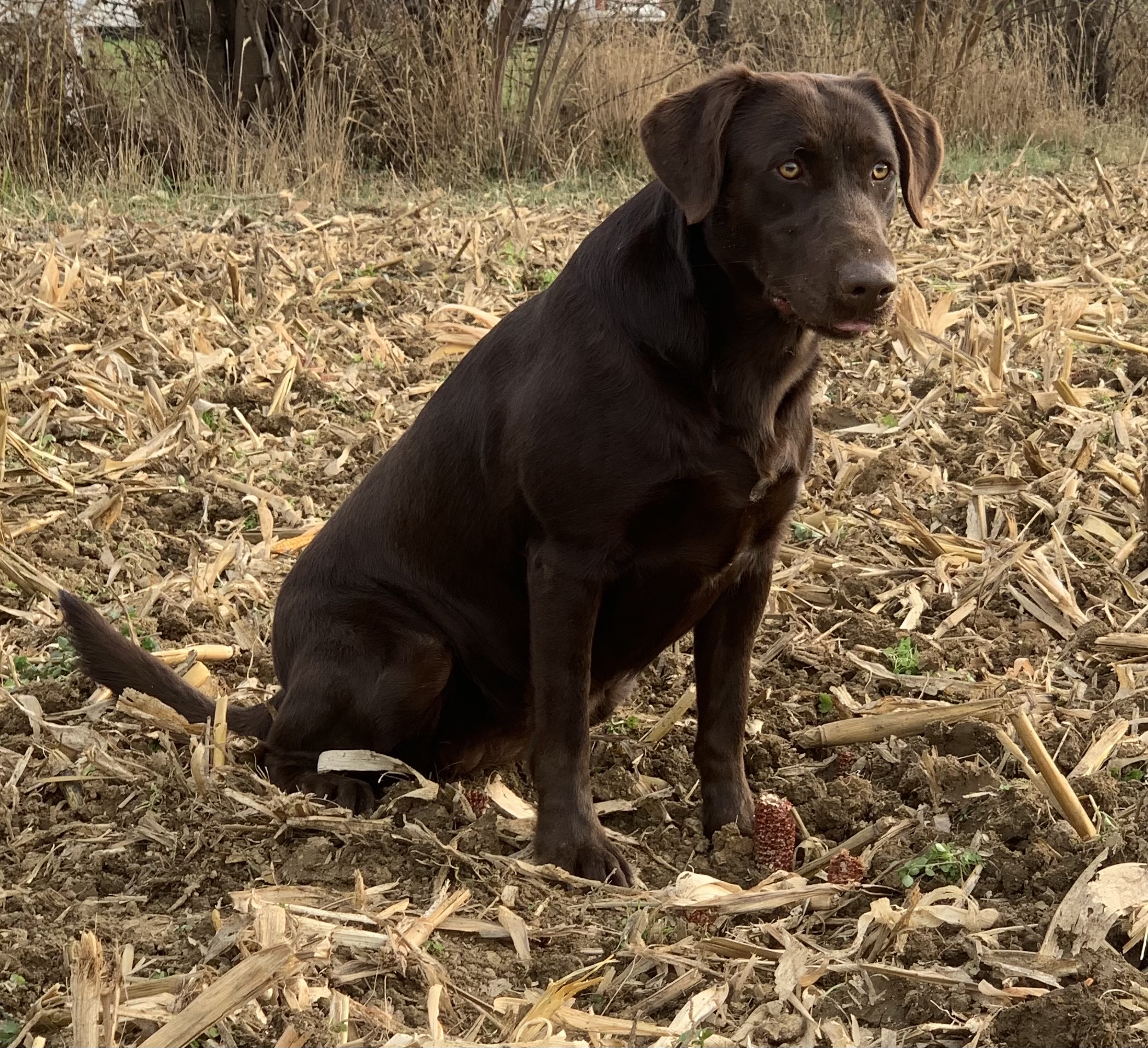 HR Ten Bears Amazing Grace | Chocolate Labrador Retriver