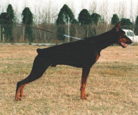 Feldo del Diamante Nero | Black Doberman Pinscher