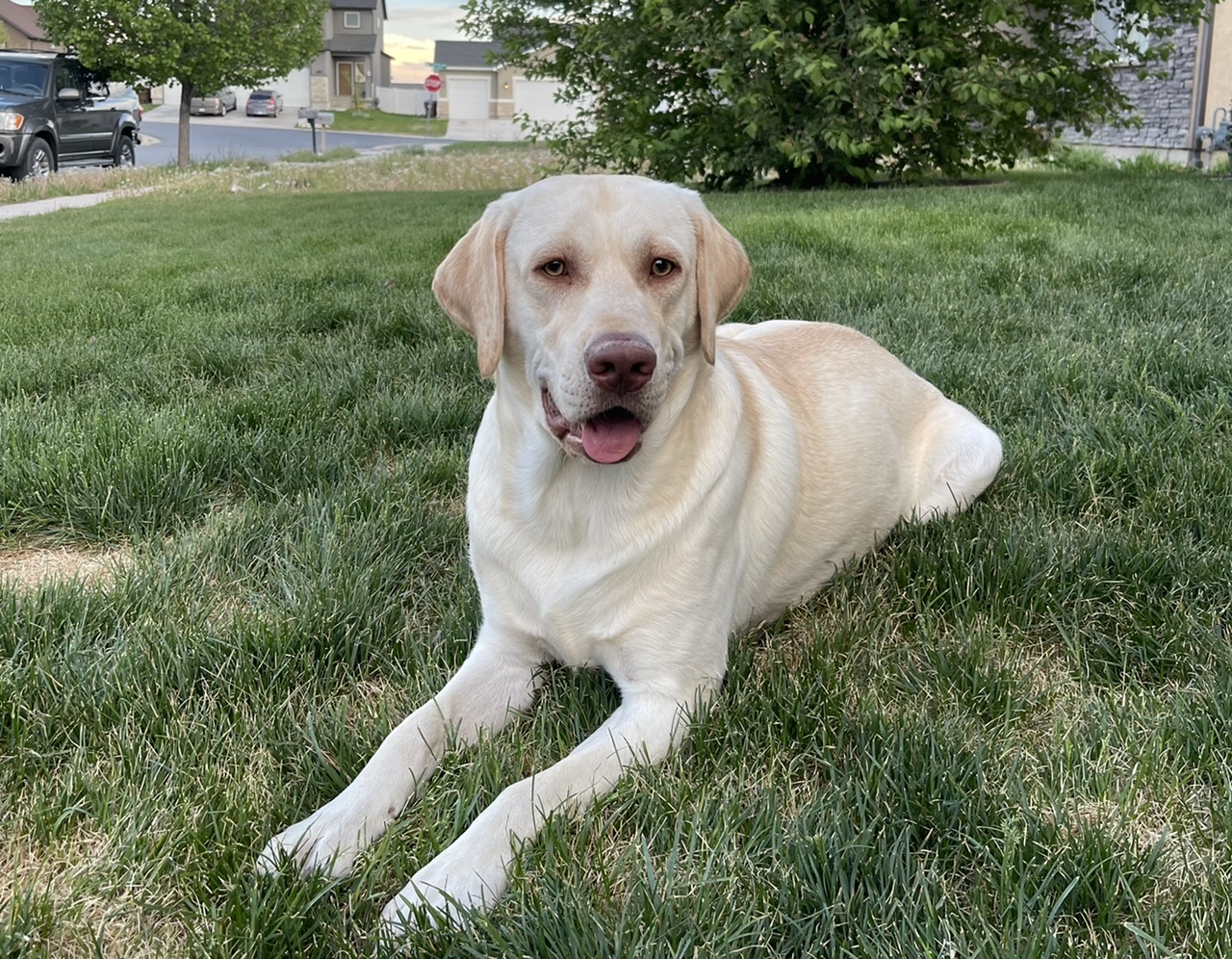 Cash Ryder Olsen | Yellow Labrador Retriver