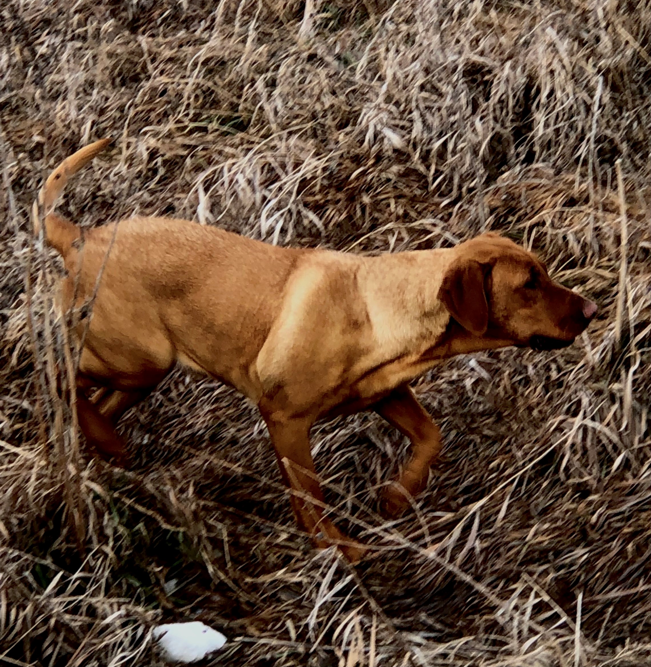 Ranslem's Rolo of Turkey Creek | Yellow Labrador Retriver