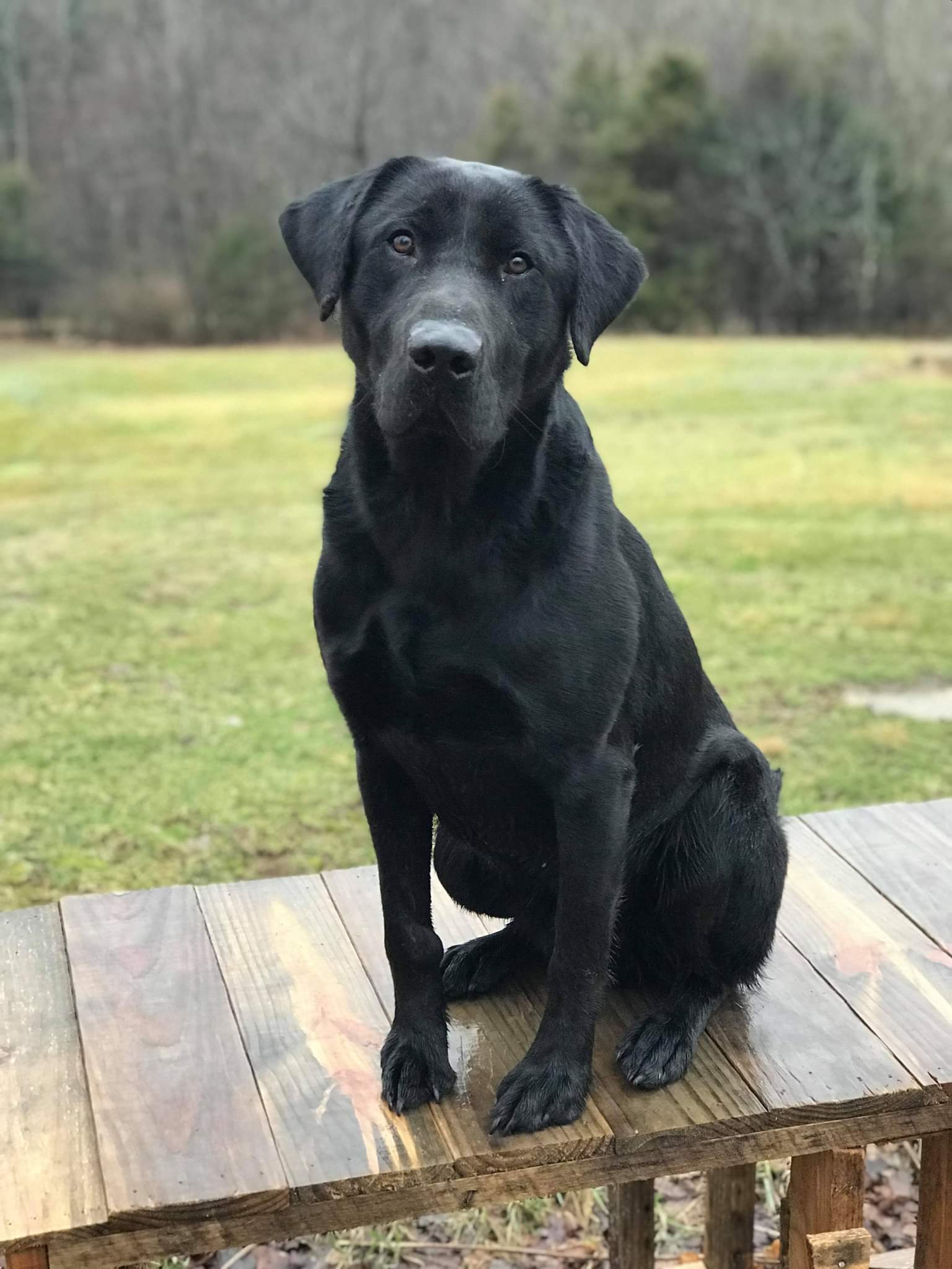 Two Rivers River King | Black Labrador Retriver