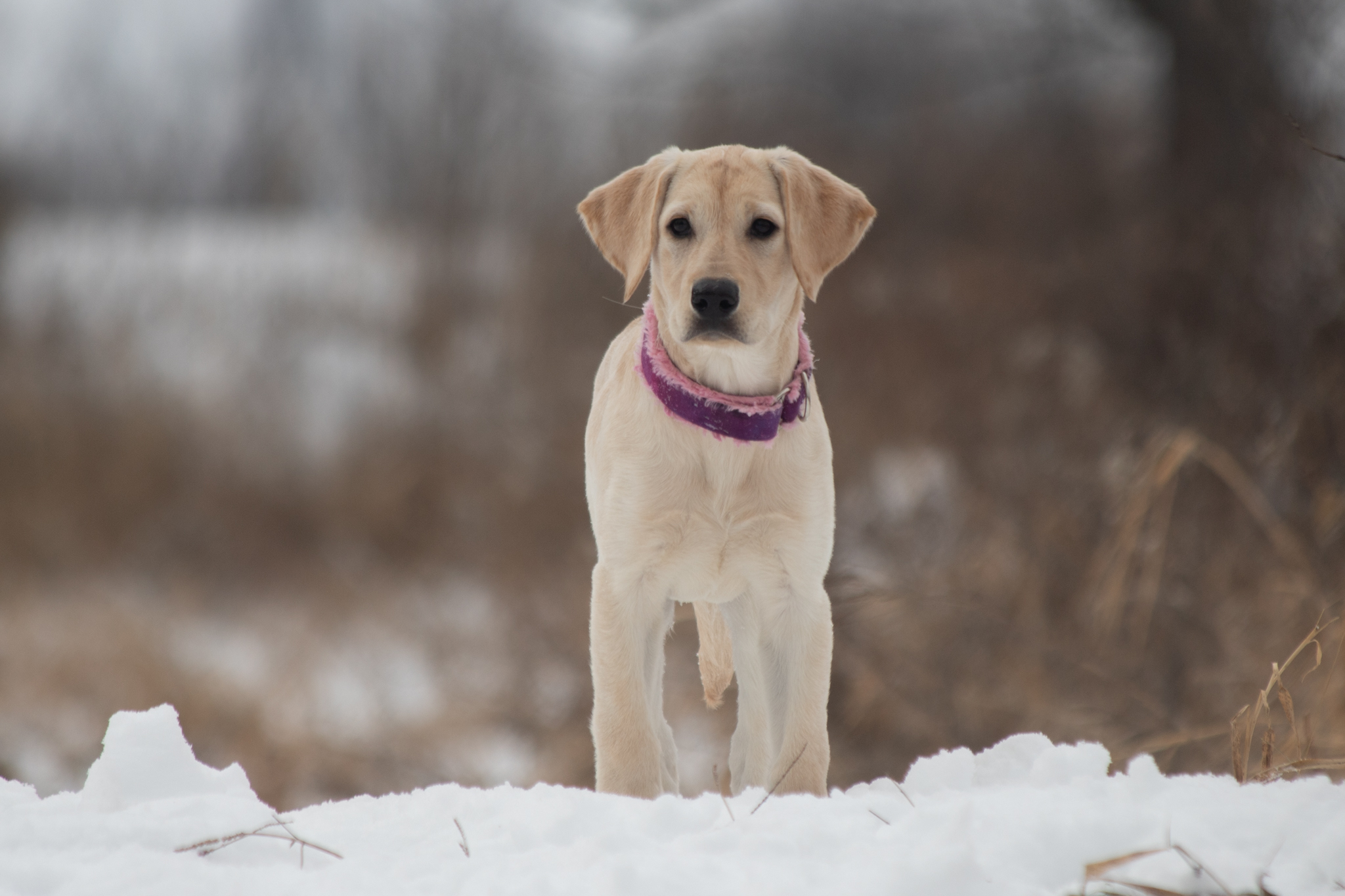 Wood You Rather by WiscoLabs | Yellow Labrador Retriver