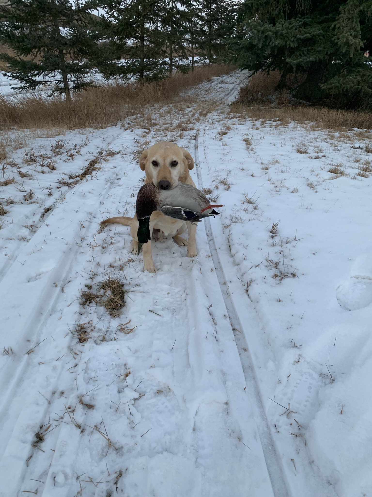 Running Oak's One Lean Tiger | Yellow Labrador Retriver