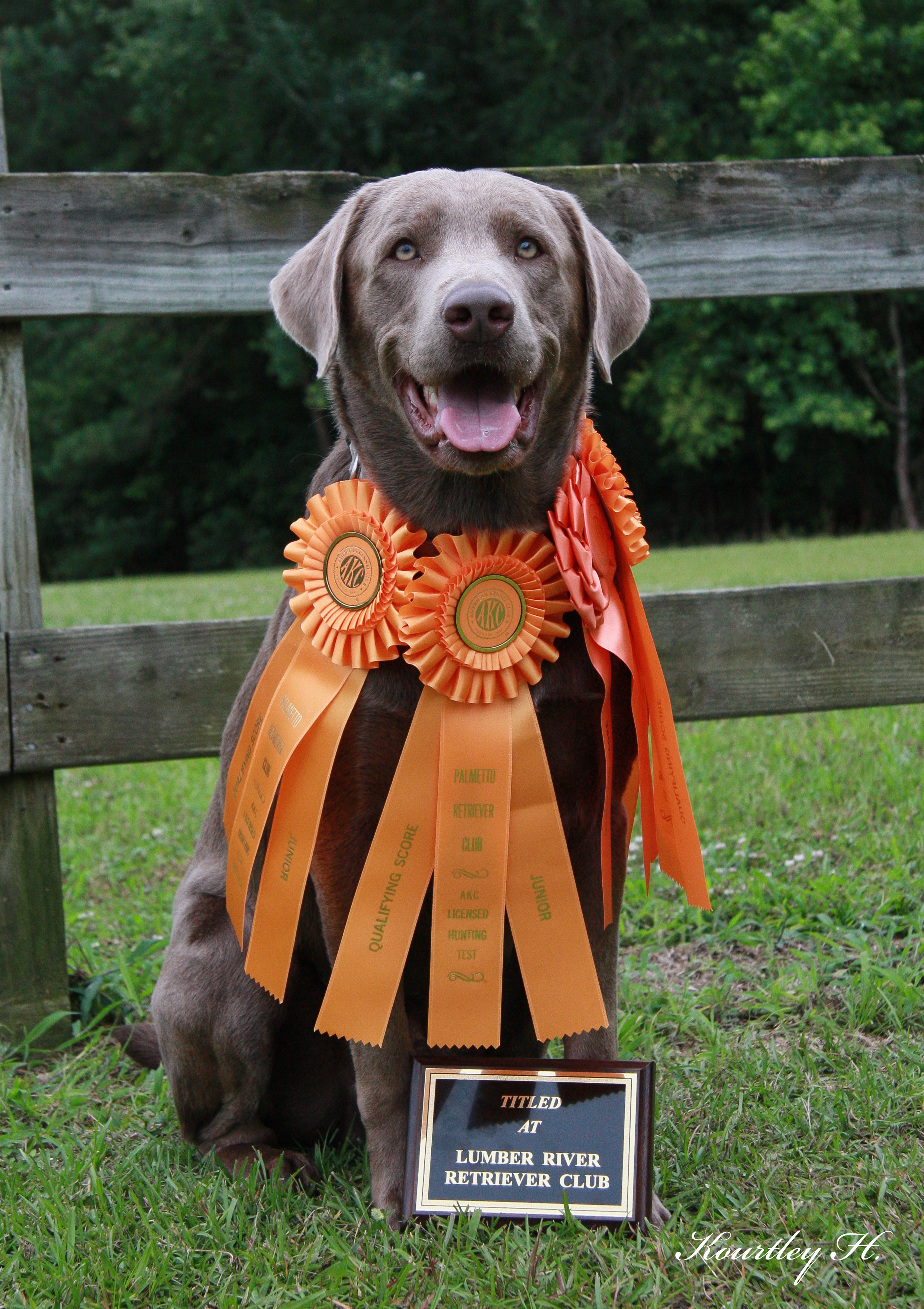 Ozark Silver Palmetto Banks SH CGC TKN WC | Chocolate Labrador Retriver