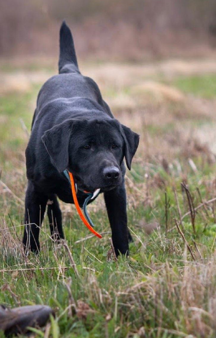 HRCH 4XGMPR  Makwa Of Riverswild Retrievers | Black Labrador Retriver