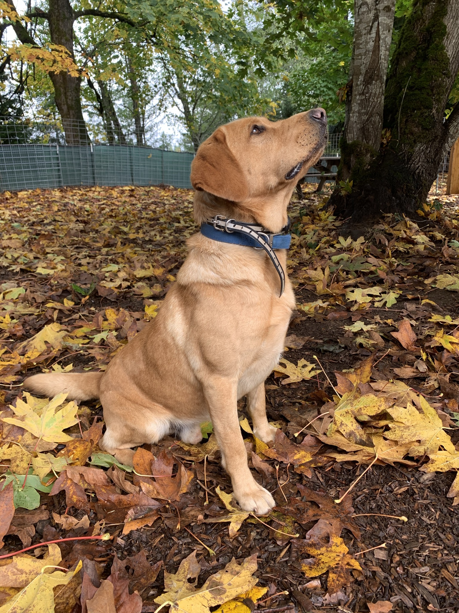 Mercury Maverick Black Ice  Firestorm | Yellow Labrador Retriver