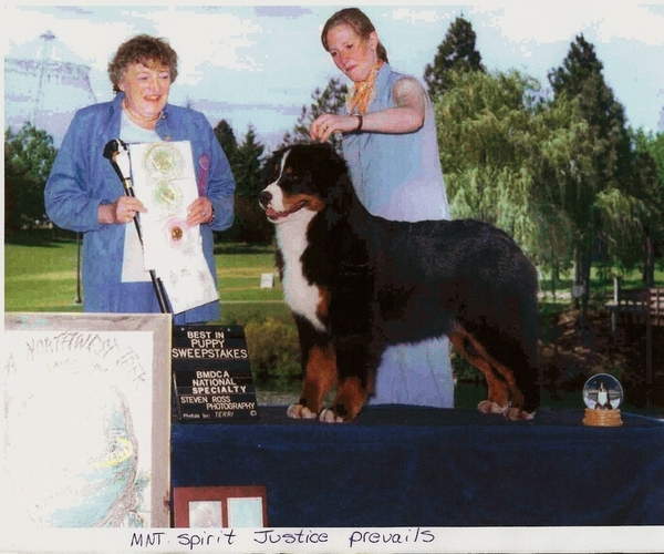 Mtn  Spirit  Justice Prevails | Bernese Mountain Dog 