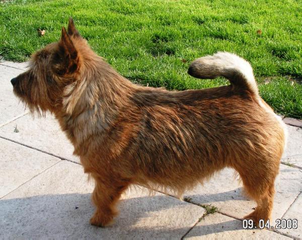 Wybar Keep on Blessing | Norwich Terrier 