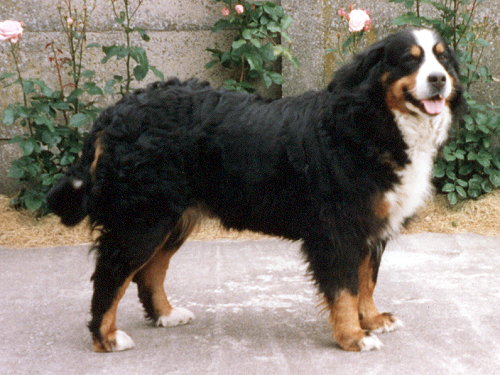 Orla v Wynental | Bernese Mountain Dog 