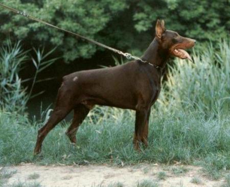 Sting del Rio Bianco | Brown Doberman Pinscher