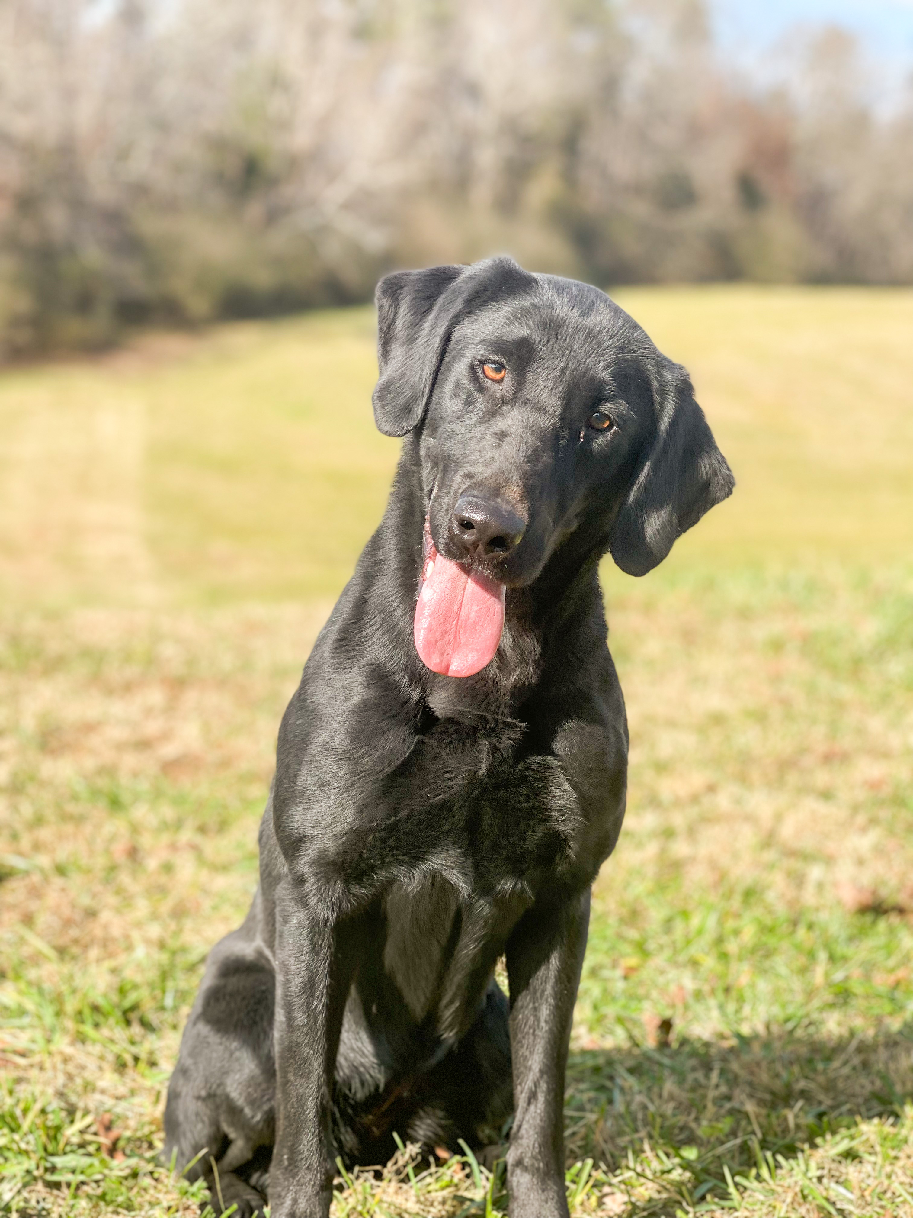 Rockytops Red Sky In The Morning | Black Labrador Retriver