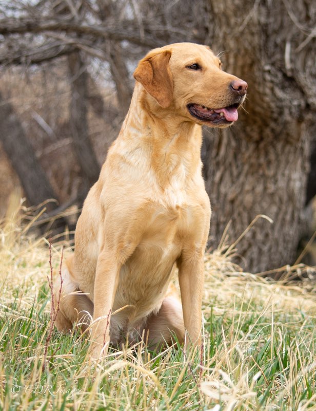 Boulder Flat Ain't Just Whistlin' | Yellow Labrador Retriver