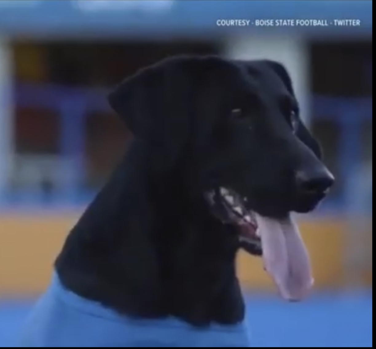 TK Hot Bluefield Blitz | Black Labrador Retriver