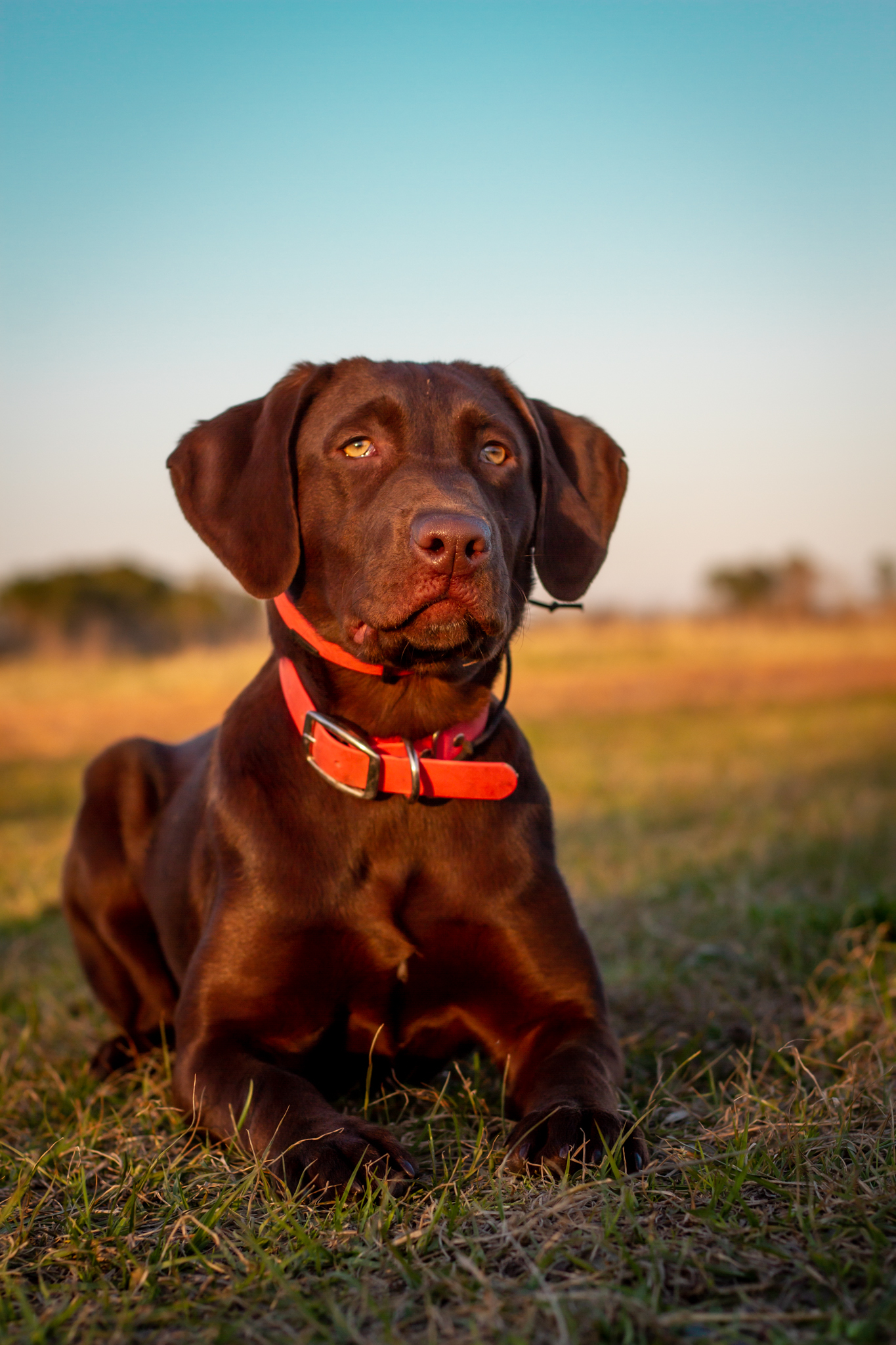 Aged To Perfection | Chocolate Labrador Retriver