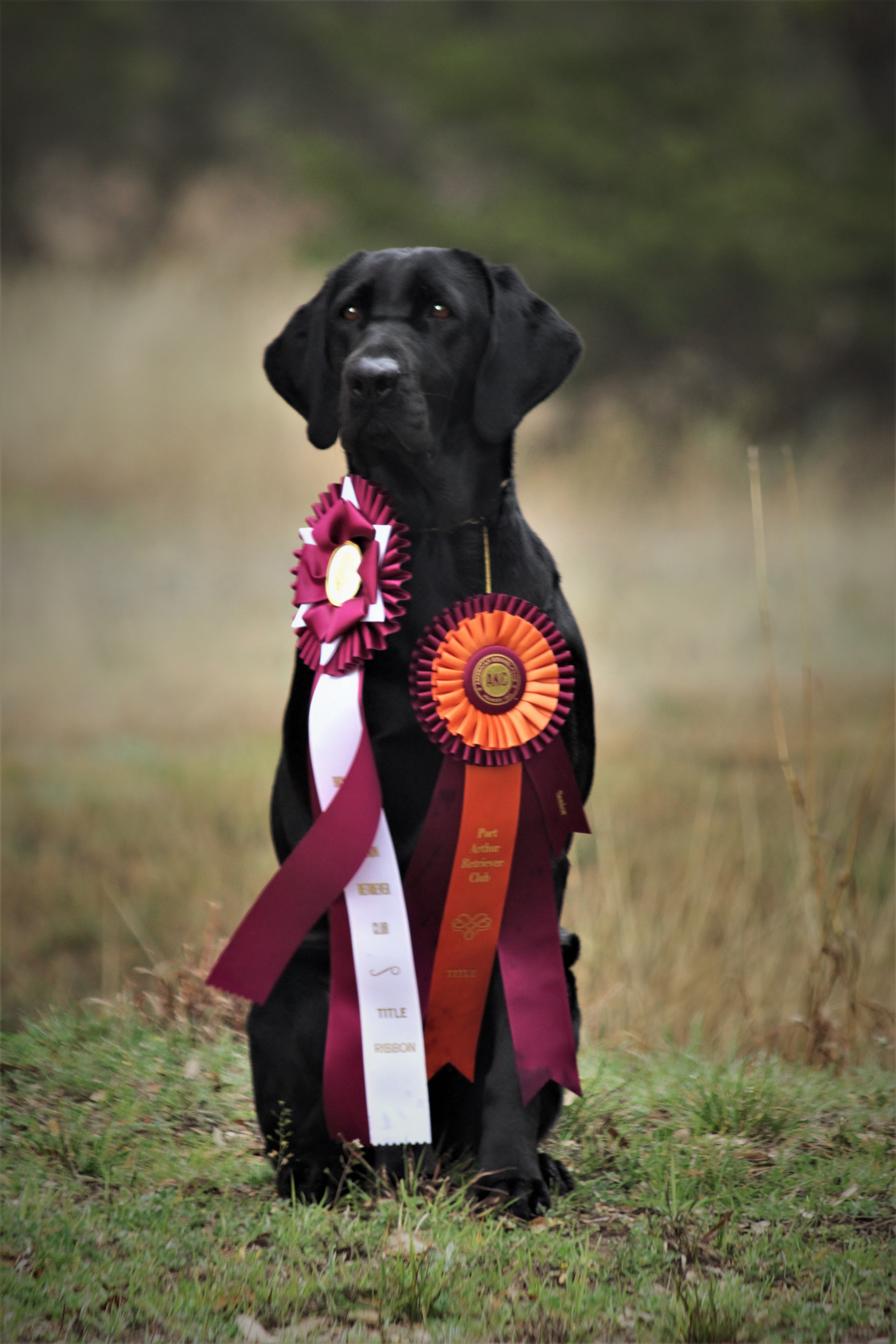 MBR Conrads Hellfire Rebel Gal SH | Black Labrador Retriver