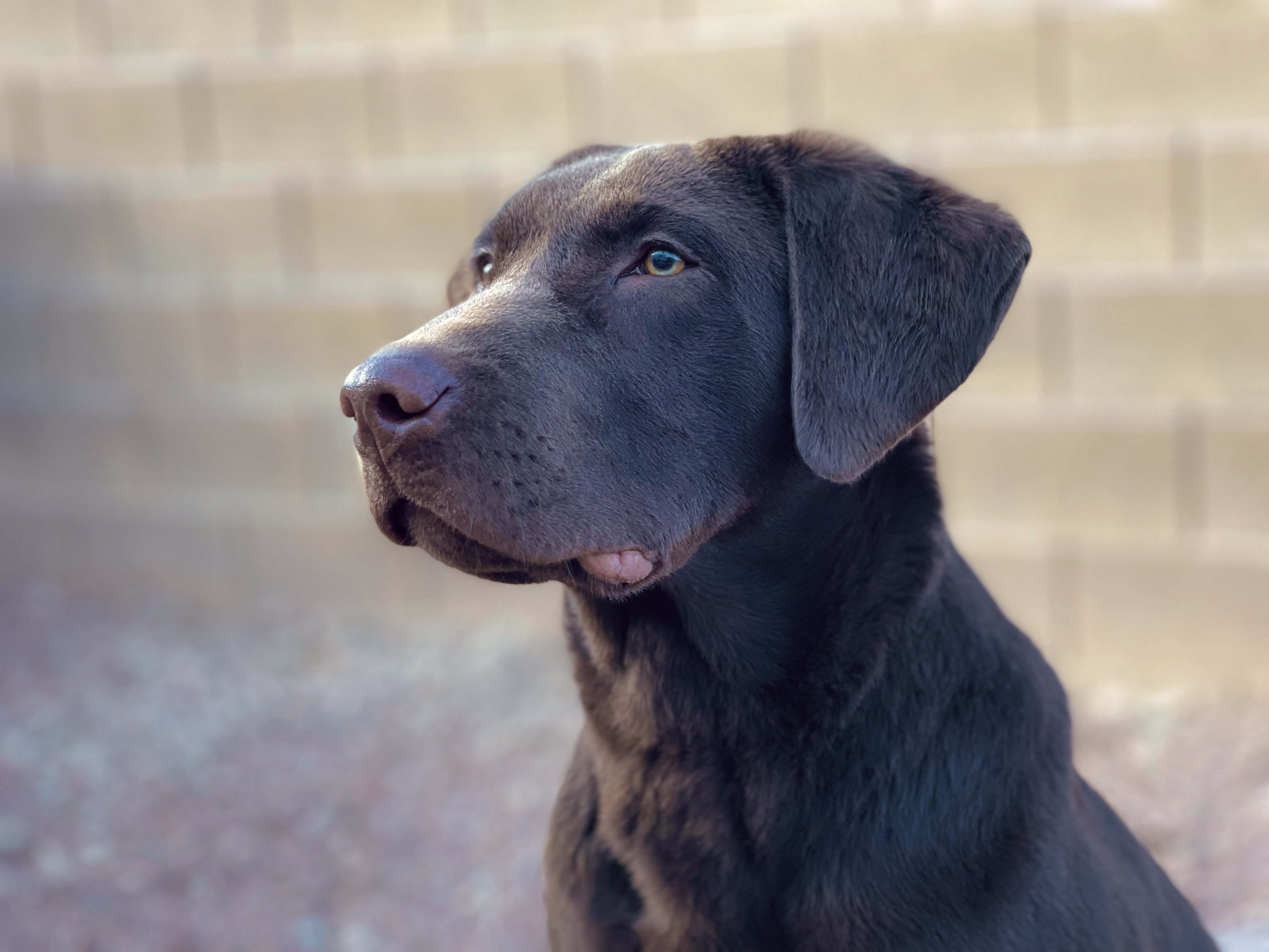 Blue Diamond’s American Venom TKN | Chocolate Labrador Retriver