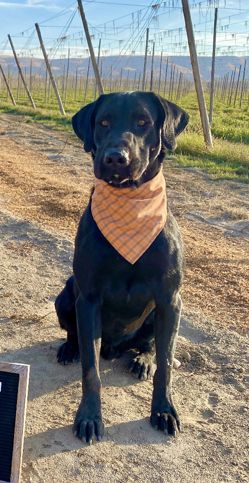 Randolph's Black Sheep JH | Black Labrador Retriver