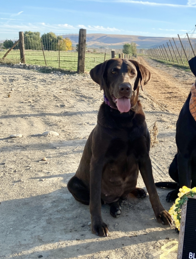 Randolph's Happy Anniversary | Chocolate Labrador Retriver