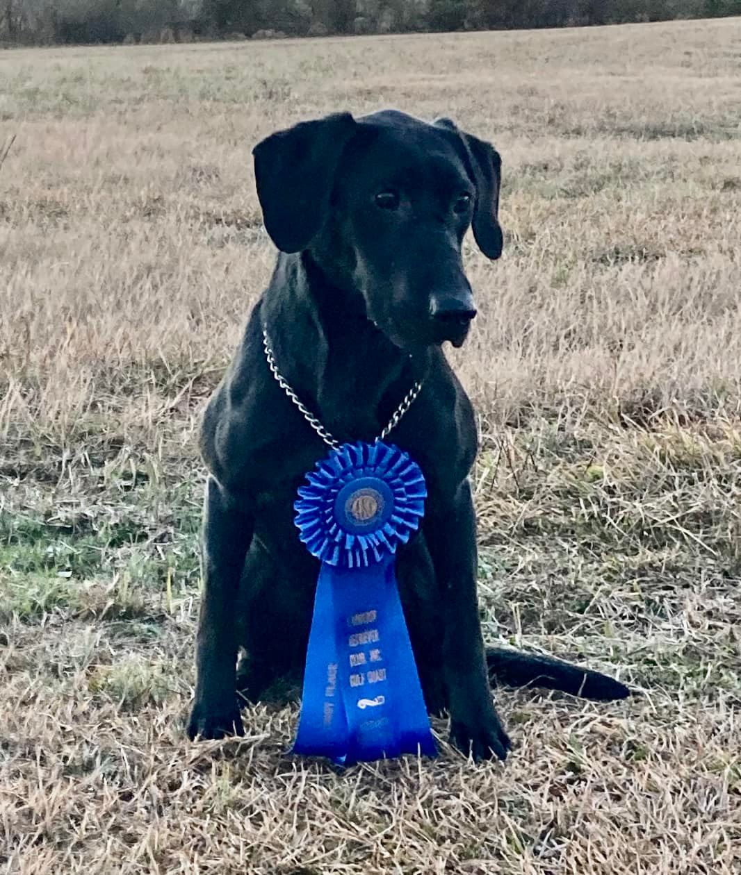 Dottie Ray's Strong Breeze | Black Labrador Retriver