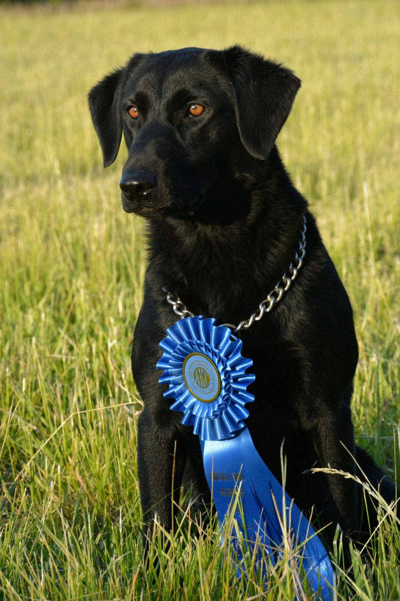 Trouble With A Curve QAA | Black Labrador Retriver