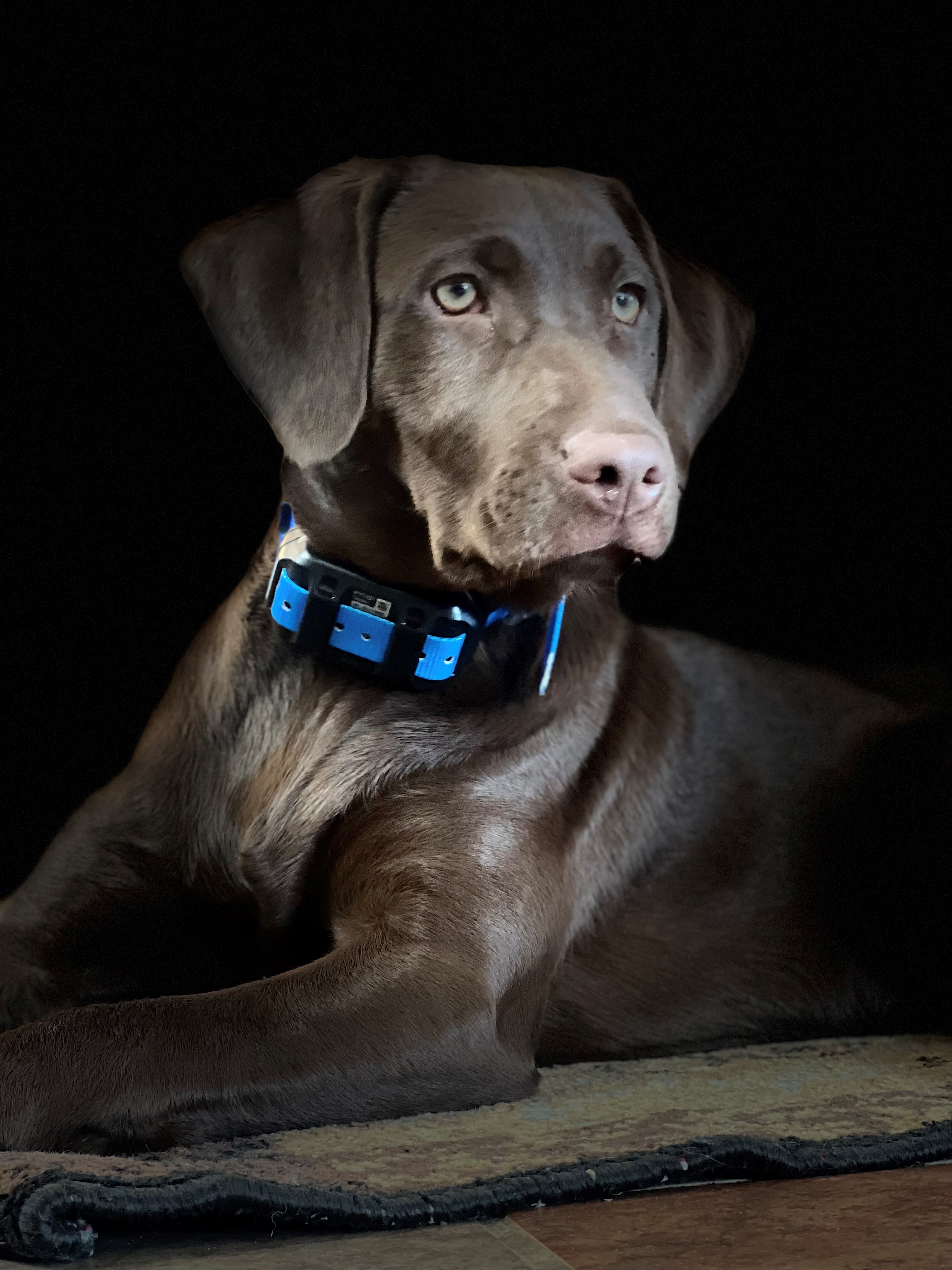 Autumn's Foretold Summertime Blues | Chocolate Labrador Retriver