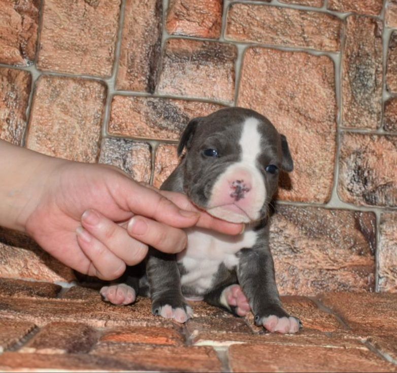 Kaluzhskiy Talisman Ulana | American Staffordshire Terrier 