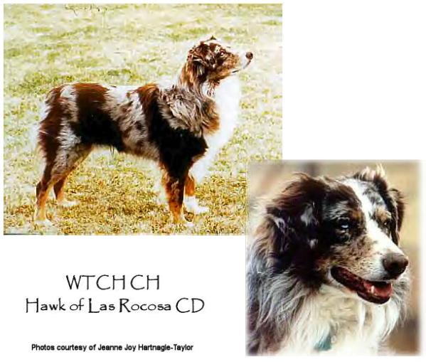 The Hawk of Las Rocosa | Australian Shepherd 