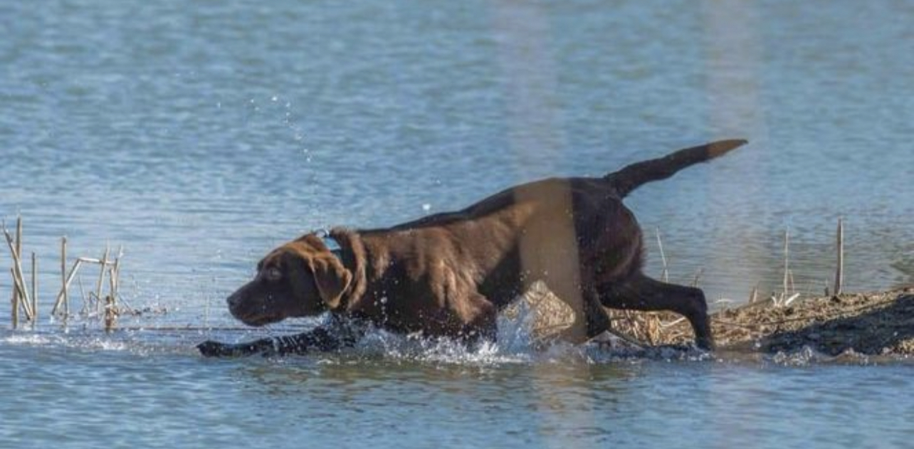 Swayzee II CGC FDC RN | Chocolate Labrador Retriver