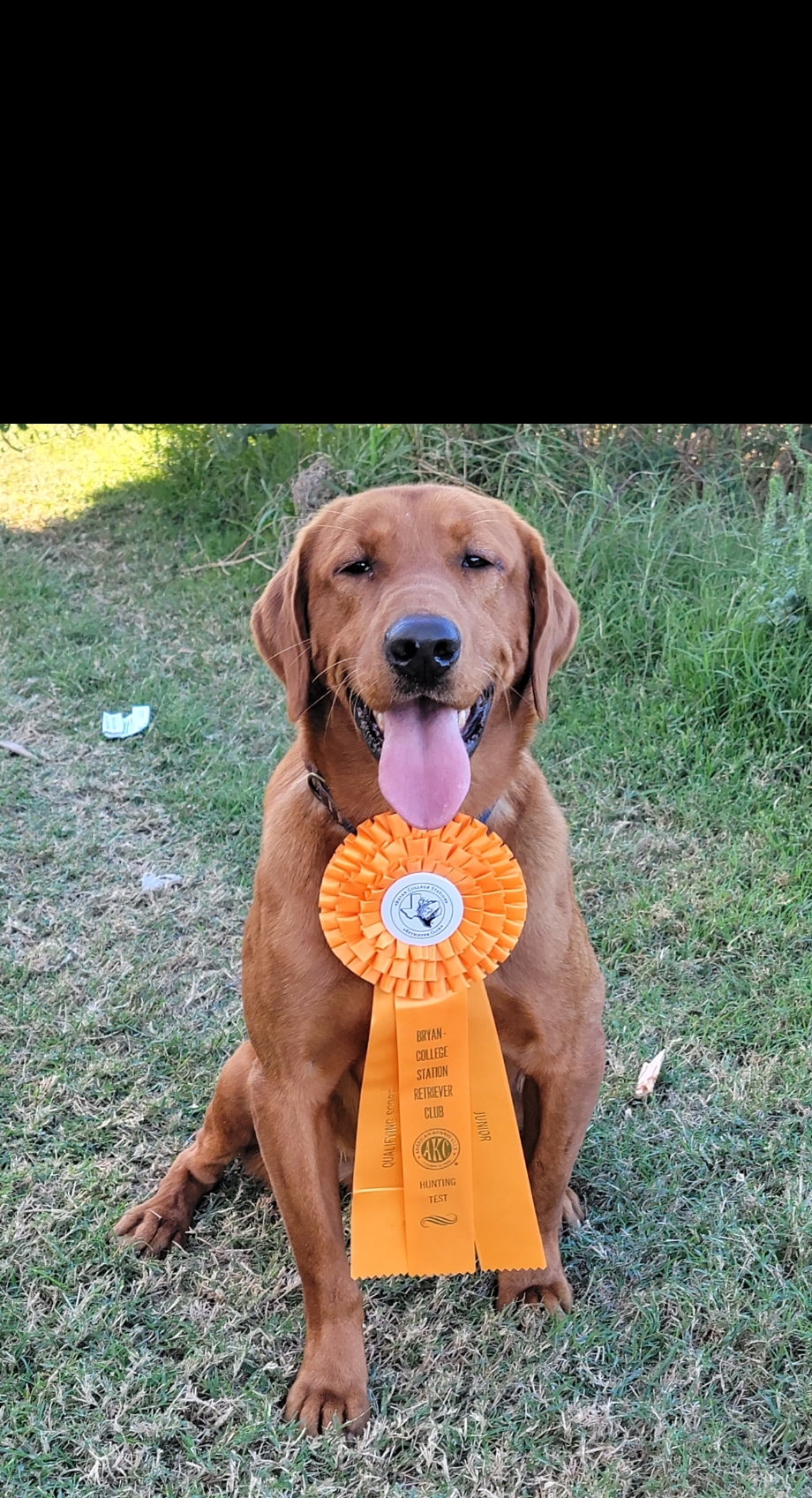 Black Ice's Razor's Edge | Yellow Labrador Retriver