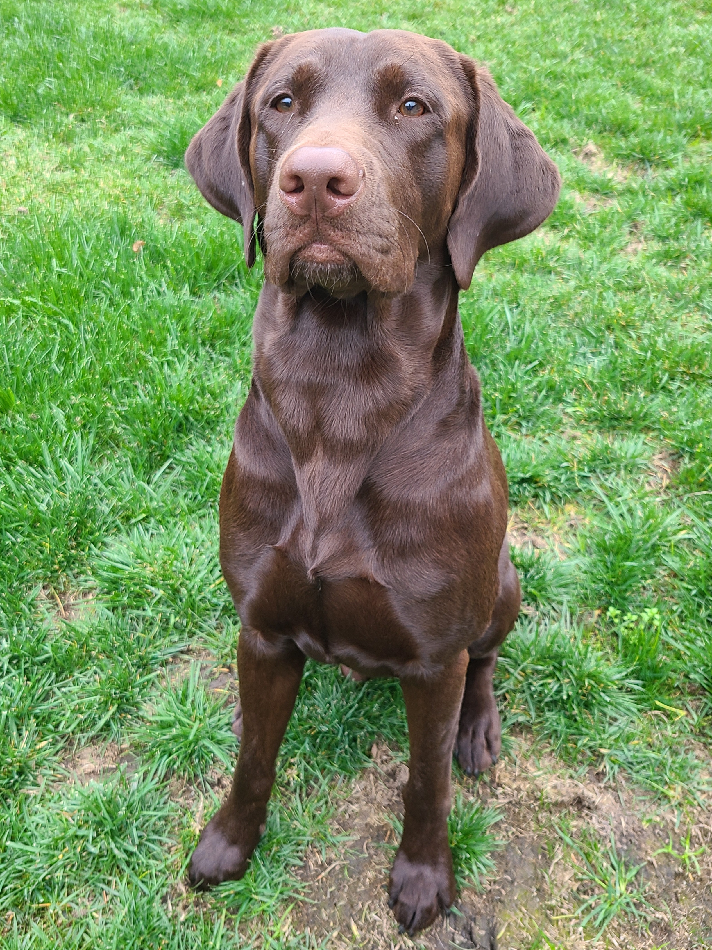 Fbi Special Agent Dale Cooper | Chocolate Labrador Retriver